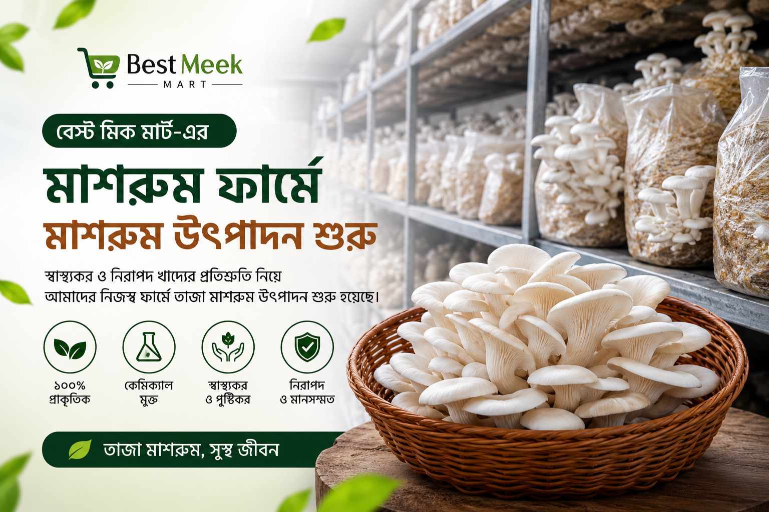 বেস্ট মিক মার্ট-এর মাশরুম ফার্মে মাশরুম উৎপাদন শুরু