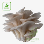 তাজা ঝিনুক মাশরুম / Fresh Oyster Mushroom